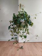 Cissus Rhombifolia 'Ellen Danica' - Koningswingerd/Hangplant, Ophalen, Overige soorten, Halfschaduw, Minder dan 100 cm