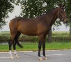 Prachtige New Forest sportpony / kinderpony / menpony, Dieren en Toebehoren, Pony's, Ruin, Zadelmak, 3 tot 6 jaar, C pony (1.27m tot 1.37m)