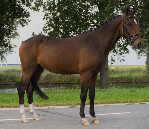 Prachtige New Forest sportpony / kinderpony / menpony, Dieren en Toebehoren, Pony's, Ruin, Zadelmak, C pony (1.27m tot 1.37m)