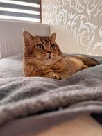 DEKKATER britsekorthaar, Dieren en Toebehoren, Katten en Kittens | Raskatten | Korthaar, Kater