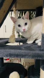 Katertje Turkse Van, Kater, 0 tot 2 jaar