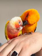Prachtig koppel Zonparkiet/lichte variant red cheek Pyrruhra, Dieren en Toebehoren, Vogels | Parkieten en Papegaaien, Meerdere dieren