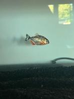 Twee jonge piranha’s, Dieren en Toebehoren, Ophalen of Verzenden, Nieuw, Overige typen