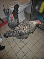 Twee mooie hanen op te halen gratis met spoed weg ze zijn ni, Dieren en Toebehoren