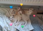 Schattige Ragdoll Kittens!, Dieren en Toebehoren, Katten en Kittens | Overige Katten, Meerdere dieren, Langharig, 0 tot 2 jaar
