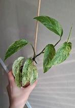 Monstera Laniata Mint, Huis en Inrichting, Ophalen of Verzenden, Overige soorten, Minder dan 100 cm