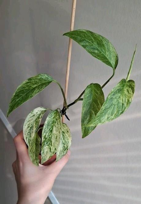 Monstera Laniata Mint, Huis en Inrichting, Kamerplanten, Overige soorten, Minder dan 100 cm, Ophalen of Verzenden