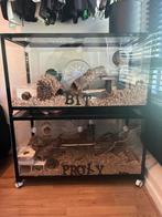Lieve chinese dwerghamster (Bit is gereserveerd), Dieren en Toebehoren, Knaagdieren, Hamster, Meerdere dieren, Tam, September