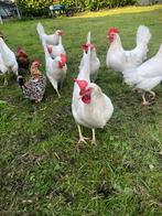 Leghorn kippen, Dieren en Toebehoren, Pluimvee, Vrouwelijk, Kip