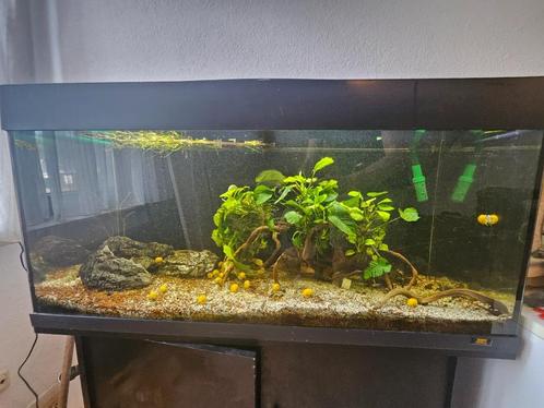Juwel Aquarium Rio 180 Led 101x41x50 cm met onderkast, Dieren en Toebehoren, Vissen | Aquaria en Toebehoren, Gebruikt, Gevuld zoetwateraquarium