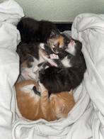 Kittens half Main Coon, Dieren en Toebehoren, Meerdere dieren, 0 tot 2 jaar