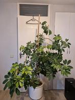 Grote kamerplant met pot - Wegens overbodig, Ophalen, 100 tot 150 cm, Overige soorten, Halfschaduw