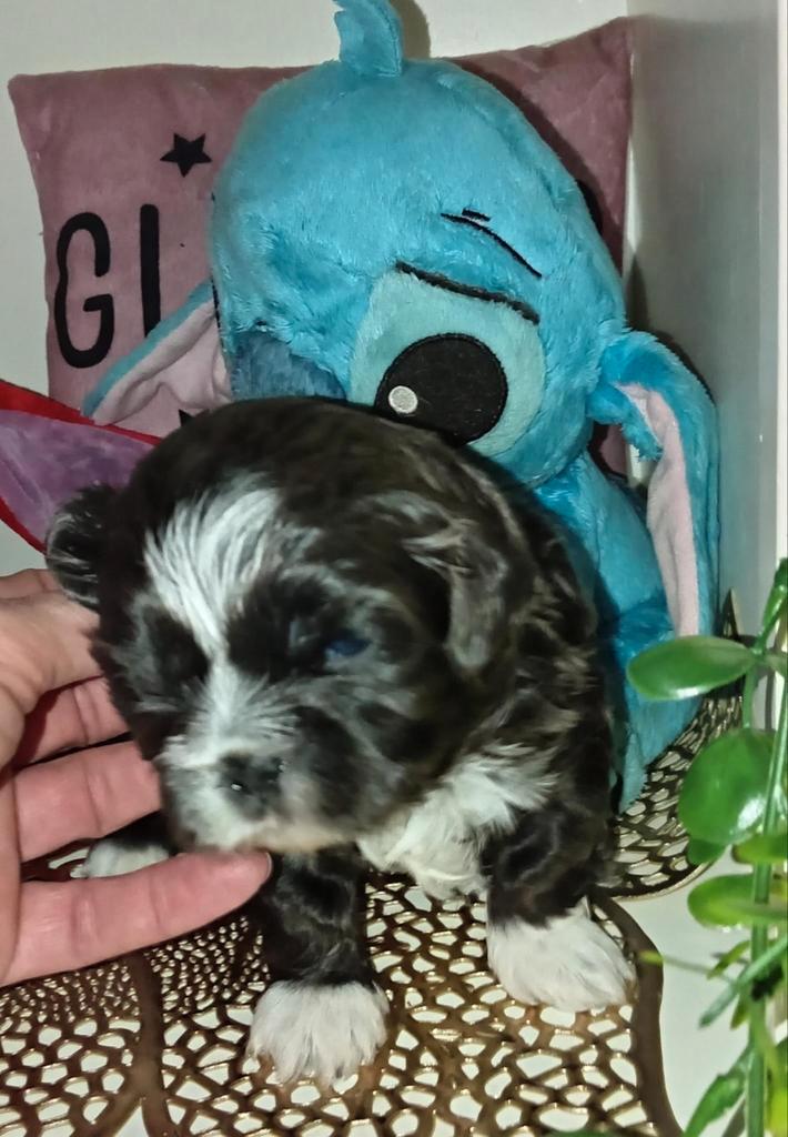 5 Shih Tzu puppys showlijn 9/11 geboren ‼️Nog 2 reutjes‼️, Dieren en Toebehoren, Honden | Chihuahua's en Gezelschapshonden, Meerdere dieren