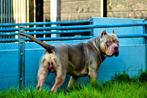 Bully xl dekreu lilac tri color import Canada abkc, Rabiës (hondsdolheid), Meerdere, 3 tot 5 jaar, Nederland