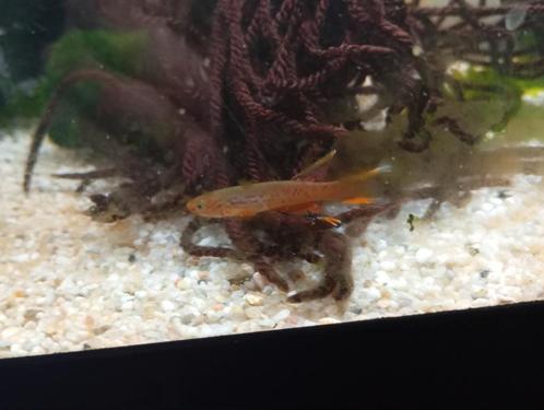 Aphyosemion australe - kaap lopez killifish koppel, wildtype, Dieren en Toebehoren, Vissen | Aquariumvissen, Zoetwatervis, Vis