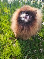 Dekreu mini Pomeriaan chocolade ( niet te koop ), Rabiës (hondsdolheid), Reu, Eén hond, 3 tot 5 jaar