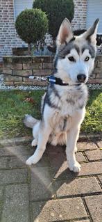 Pomsky  pups F1b, Particulier, 15 weken tot 1 jaar, Buitenland, Eén hond