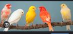 Kanarie pop gezocht, Dieren en Toebehoren, Vogels | Kanaries, Vrouwelijk