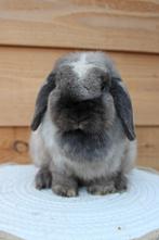 Raszuiver minilop koppel, Meerdere dieren, Klein, Hangoor, 0 tot 2 jaar