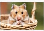 Informatie over hamsters, Dieren en Toebehoren, Knaagdieren, Meerdere dieren, Hamster