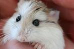 Huisgenootje Hamster Vriendje/dinnetje gezocht, Dieren en Toebehoren, Hamster, Geslacht onbekend, November, Tam