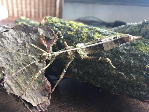 PSG 195 - Sungaya inexpectata Wandelende takken, Dieren en Toebehoren, Insecten en Spinnen, Wandelende tak