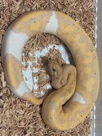 Verschillrnde Panther pied  nakweek, Dieren en Toebehoren, Slang, Tam, 0 tot 2 jaar