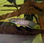 Wildvang Betta Pugnax, Dieren en Toebehoren, Vissen | Aquariumvissen, Vis