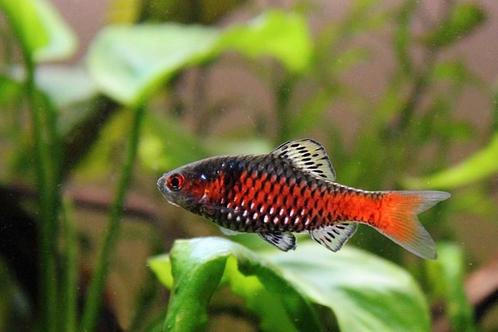 Odessa barbelen - school van 5, Dieren en Toebehoren, Vissen | Aquariumvissen, Vis