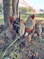 Brahma haan 1,5jr oud, Dieren en Toebehoren, Pluimvee, Mannelijk, Kip