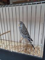 jonge grasparkieten, Dieren en Toebehoren, Vogels | Parkieten en Papegaaien, Meerdere dieren, Parkiet, Geringd