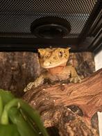 Wimpergekko, Hagedis, 0 tot 2 jaar