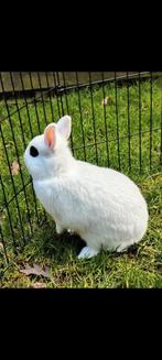 Gratis konijn/konijnen gezocht, Mannelijk, Dwerg