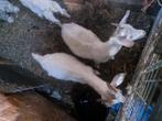 Jonge half angora bokjes tekoop, Dieren en Toebehoren, Schapen, Geiten en Varkens, Mannelijk, Geit