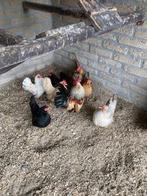 Serama kipjes en kuikens in alle kleuren, Meerdere dieren, Kip