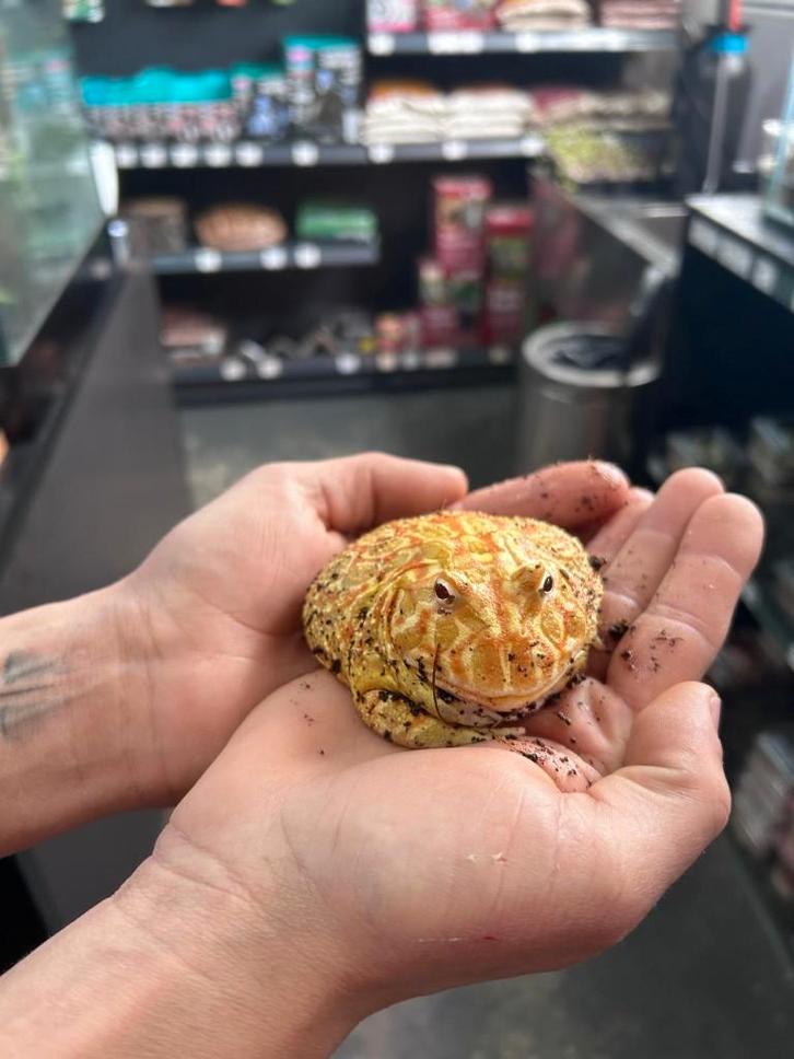 volwassen Pacman frog