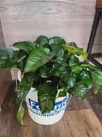 Anubias, Ophalen, Plant(en), Steen of Hout