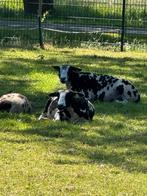 Schapenwol, Dieren en Toebehoren