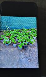 Aardbeien planten, Tuin en Terras, Planten | Tuinplanten, Ophalen, Volle zon