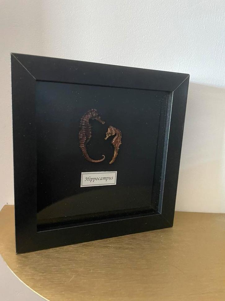 Kader met opgezette zeepaardjes, Verzamelen, Dierenverzamelingen, Gebruikt, Opgezet dier, Insect, Ophalen of Verzenden