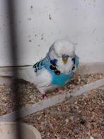 Koppel engelse grasparkieten, Dieren en Toebehoren, Vogels | Overige Vogels, Meerdere dieren, Geringd