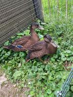 Te koop 2 loopeenden Woerden, Dieren en Toebehoren, Meerdere dieren, Eend