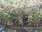 Herfstframbozen, Tuin en Terras, Planten | Tuinplanten, Ophalen, Overige soorten, Volle zon