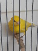 kanarie, Dieren en Toebehoren, Vogels | Kanaries, Mannelijk, Kleurkanarie