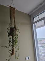 Klimop inclusief pot en hanger, Ophalen, Overige soorten, Minder dan 100 cm