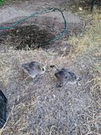Span jonge craking canada gans, Meerdere dieren, Gans of Zwaan