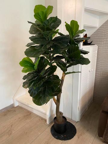 Grote Nepplant Ficus Lyrata(Vioolbladplant)Zeer realistisch! beschikbaar voor biedingen
