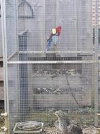 Penant rosella, Meerdere dieren, Parkiet