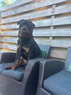 Rottweiler reu van 1,5, Reu, 1 tot 2 jaar, Eén hond, Rottweiler