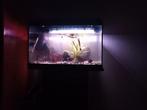 Aquarium met vissen en dekoratie, Dieren en Toebehoren, Ophalen of Verzenden, Zo goed als nieuw, Gevuld zoetwateraquarium